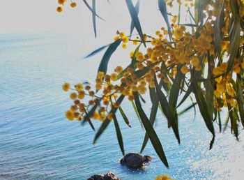 Close-up of yellow flowers against sky