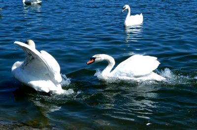 Swans swimming in lake