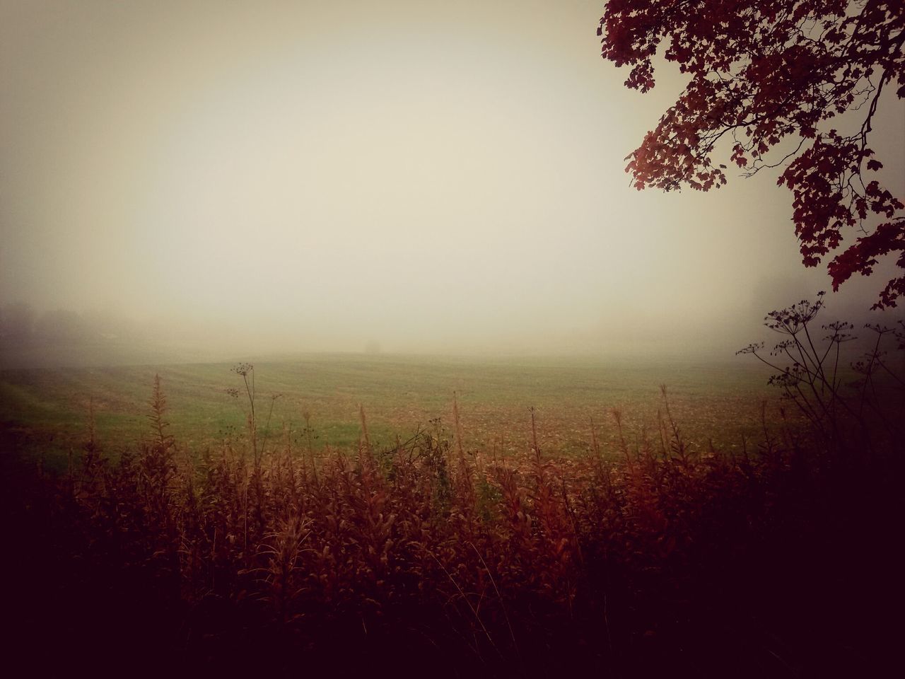 fog, foggy, tranquility, tranquil scene, field, copy space, beauty in nature, nature, landscape, scenics, weather, growth, tree, grass, plant, no people, dusk, outdoors, non-urban scene