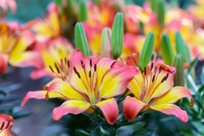 Close-up of pink flowering plant