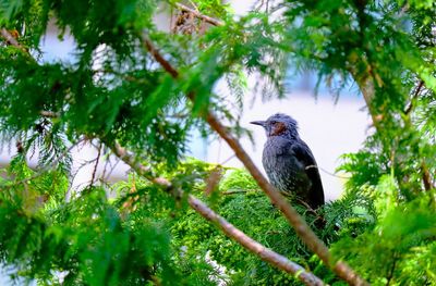 Low angle view of bird perching on tree