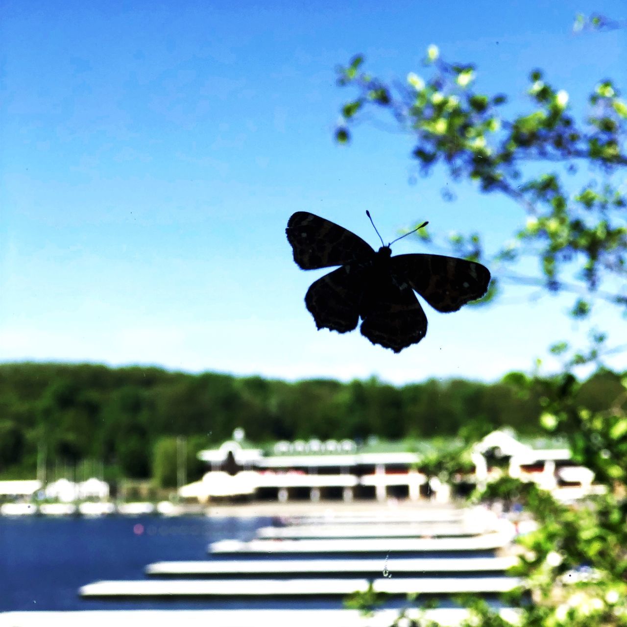 BUTTERFLY FLYING OVER THE SKY