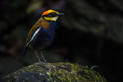 Close-up of bird perching on rock