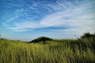 Scenic view of grassy field against sky