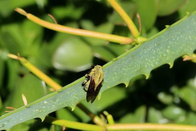 Close-up of insect on leaf