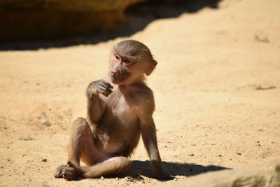 Monkey sitting on land