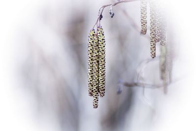 Close-up of white flower hanging on plant alder tree 