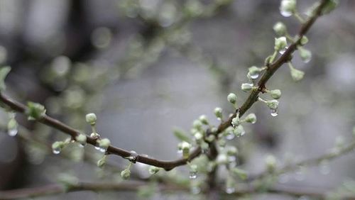 Close-up of white flowers