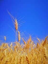 Close-up of wheat growing on field against clear blue sky