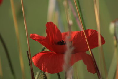 Close-up of red flower