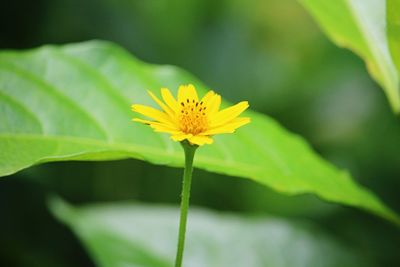 Close-up of yellow flowering plant