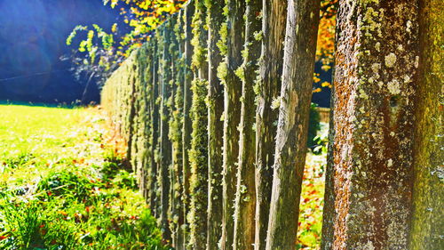 Close-up of moss growing on tree trunk