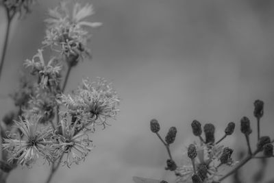 Close-up of flowering plant against sky
