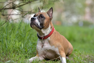 Dog looking away on field