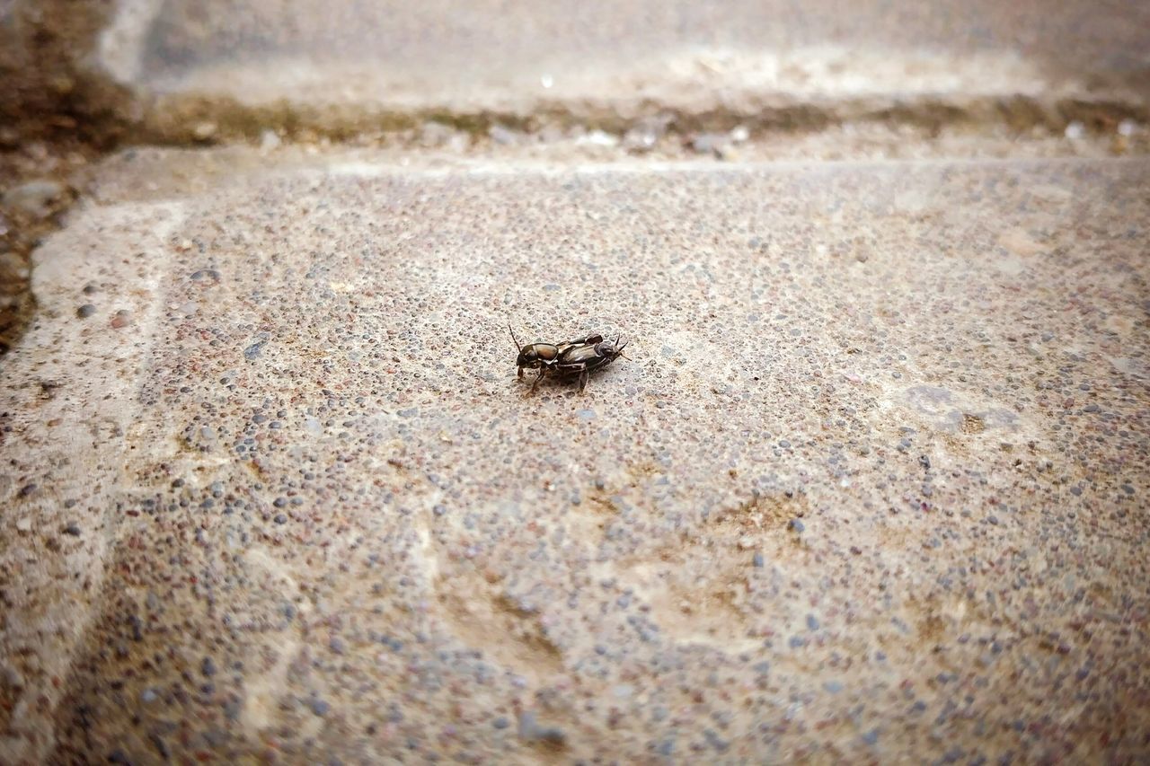 HIGH ANGLE VIEW OF SMALL SPIDER ON BEACH