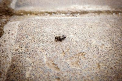 High angle view of spider on sand