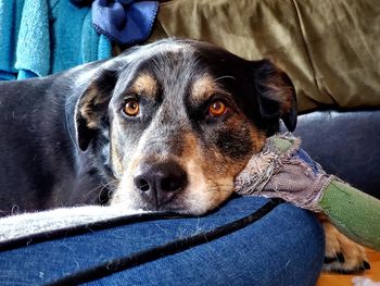 Close-up portrait of dog relaxing on sofa at home