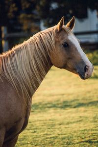 Horse standing in ranch