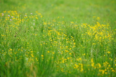 Yellow flowering plants on field