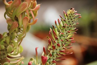 Close-up of red flowering plant