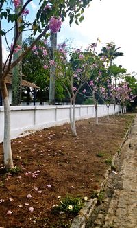 Trees and plants in park