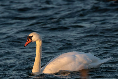 Close-up of swan swimming in sea