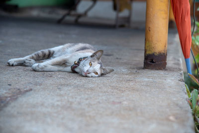Cat sleeping on footpath