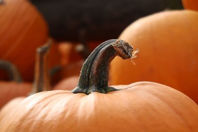 Close-up of pumpkin for sale at market