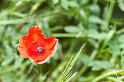 Close-up of red flower