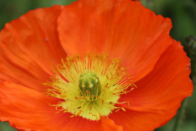 Close-up of orange flower