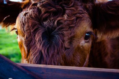 Close-up portrait of a horse