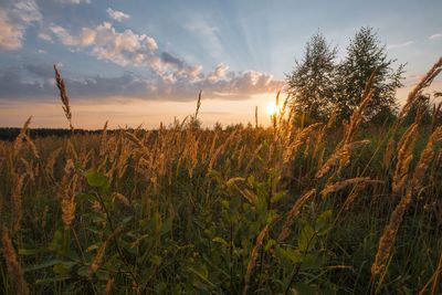 Close-up of corn field against sky at sunset