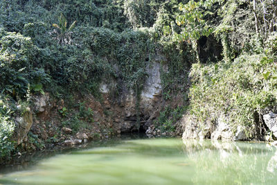 Scenic view of waterfall in forest