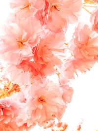 Close-up of pink flowers