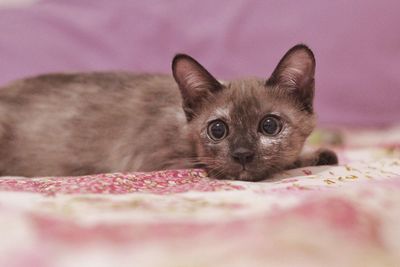 Close-up portrait of a cat