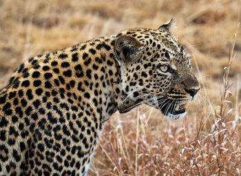 Close-up of a cat looking away