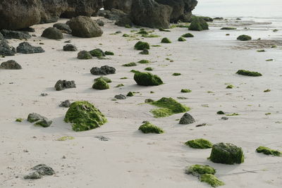 Surface level of rocks on beach