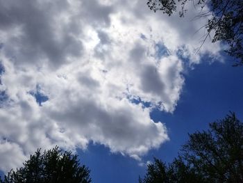 Low angle view of trees against blue sky