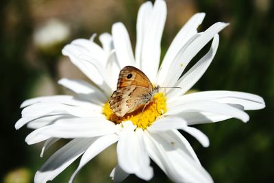 Close-up of insect on white flower