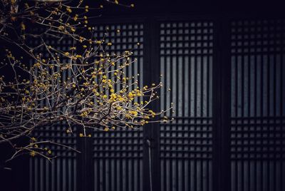 Close-up of plants against trees at night