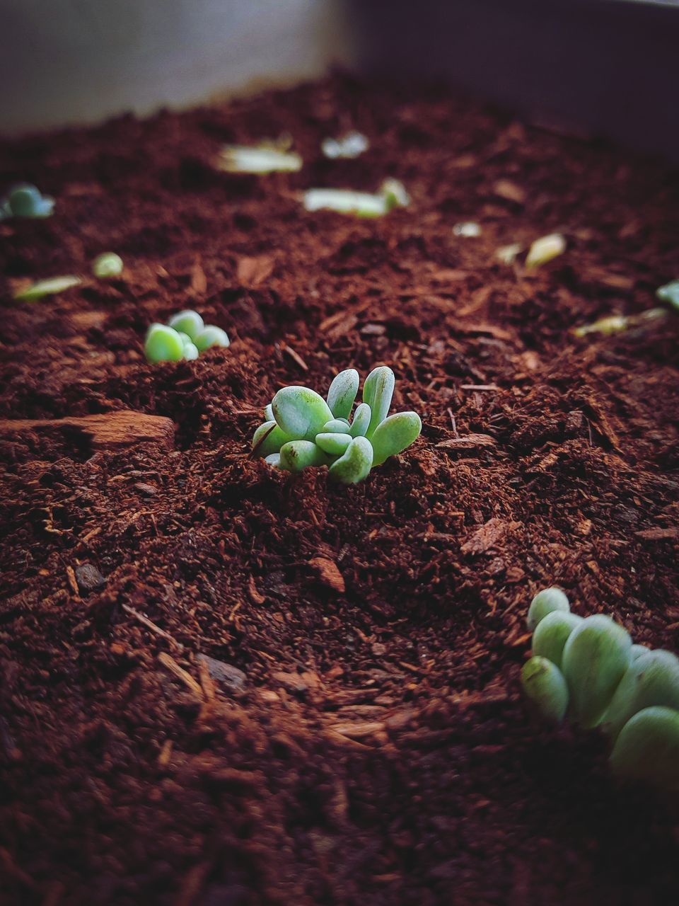 CLOSE-UP OF SMALL PLANT ON FIELD