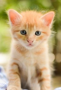 Close-up portrait of kitten