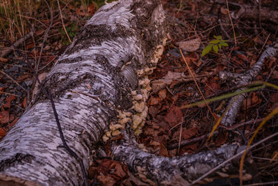 Close-up of tree trunk in forest