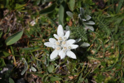 High angle view of white flowering plant on field