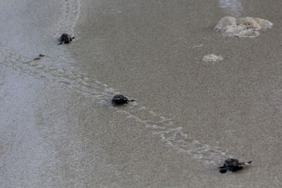 High angle view of sea turtle hatchlings at beach