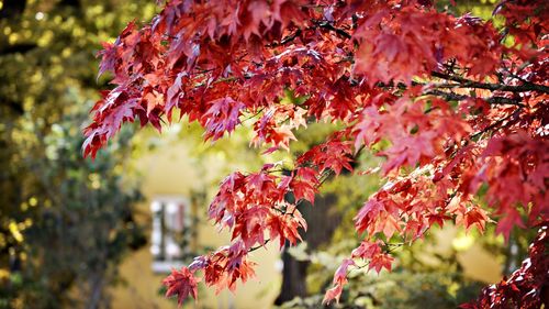 Close-up of red maple leaves on tree