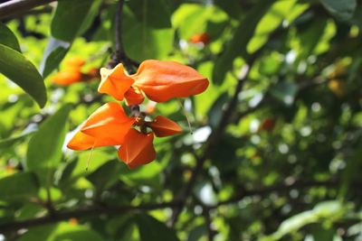 Close-up of orange flowers blooming on tree