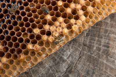 High angle view of bee on leaf