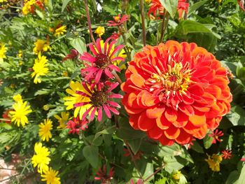 Close-up of red flowers in park
