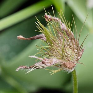 Close-up of wilted plant